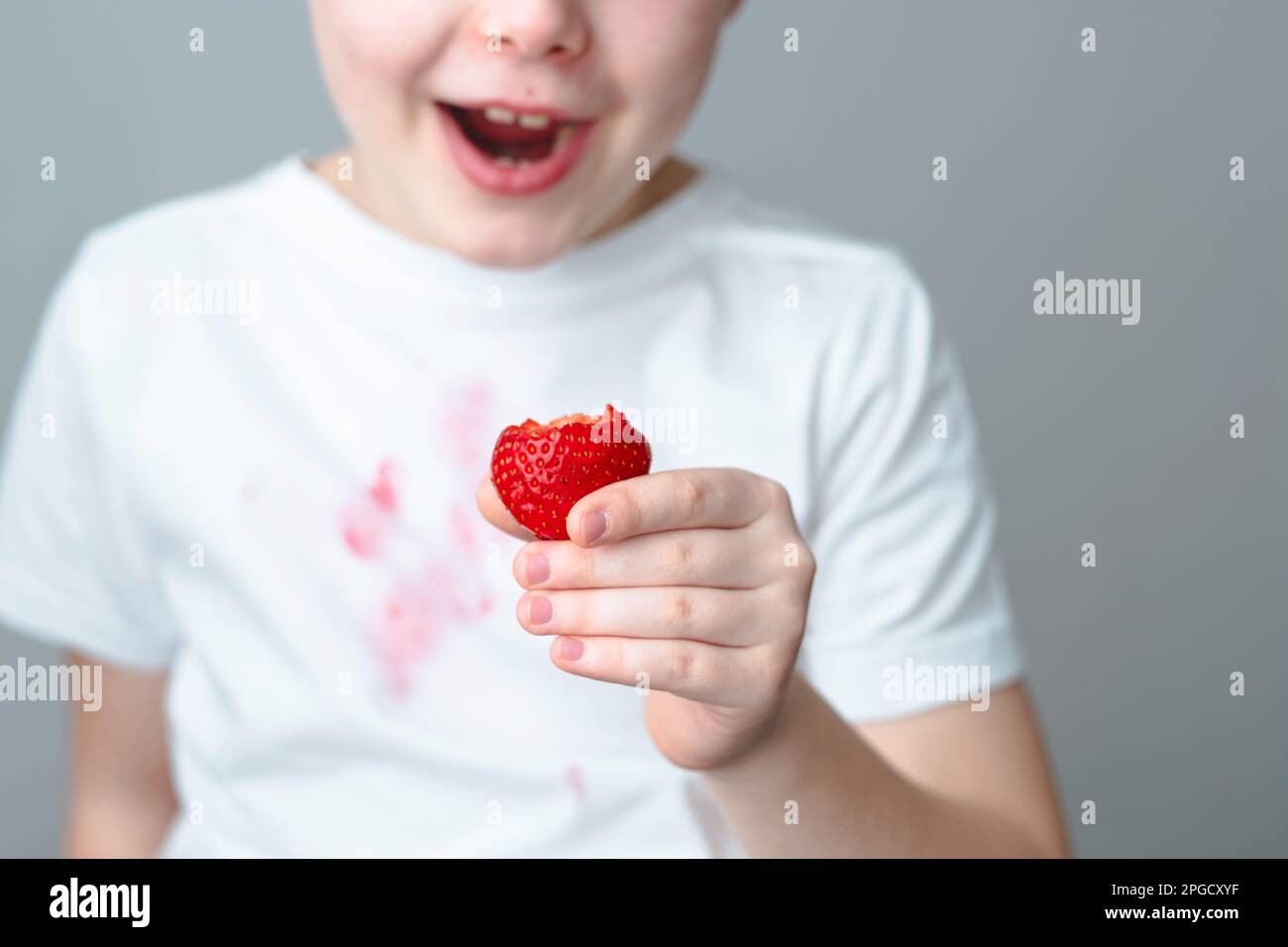 Die Hand eines Kindes hält ein Stück Erdbeere in der Hand. Ein schmutziger rosa Fleck auf der Vorderseite eines weißen T-Shirts. Das Konzept der täglichen Fleckenentfernung Stockfoto
