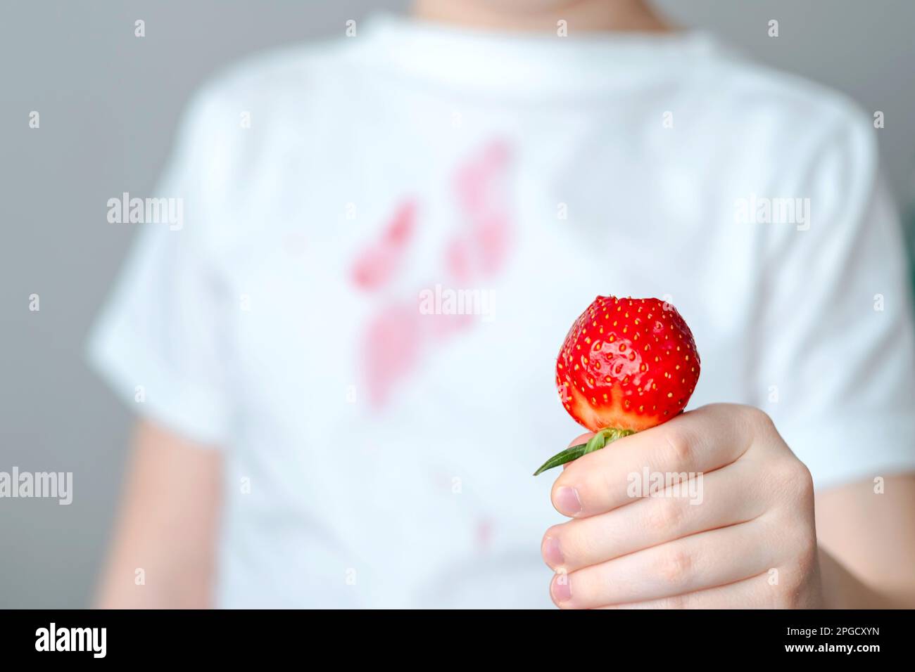 Ein schmutziger roter Fleck auf der Vorderseite eines weißen T-Shirts. Die Hand eines Kindes hält ein Stück Erdbeere in der Hand. Stockfoto