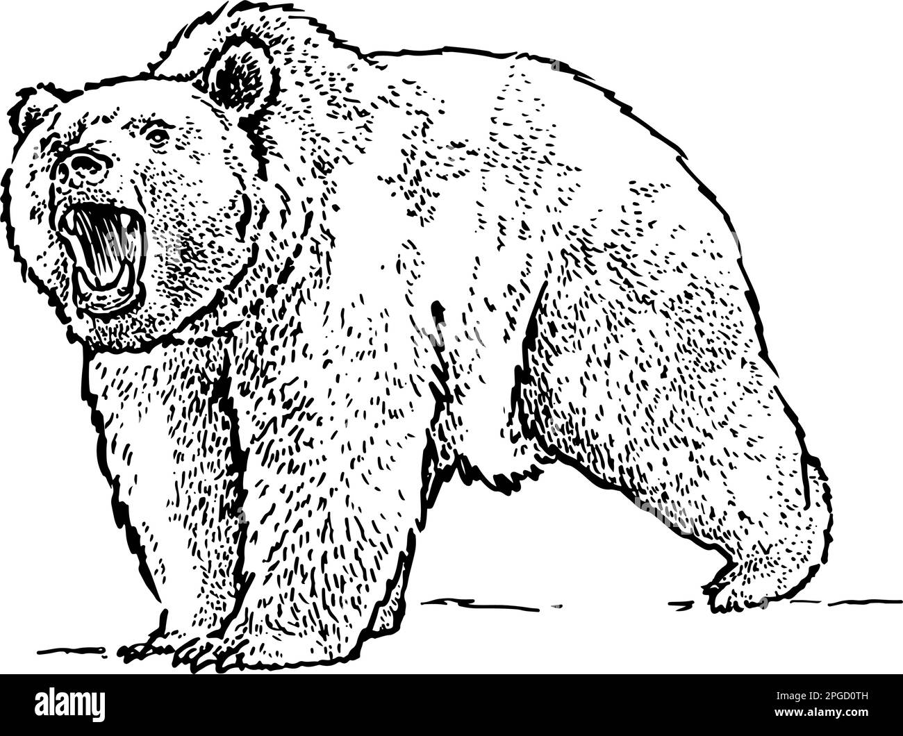 Handgezeichnete realistische Zeichnung eines Bären. Vektordarstellung Stock Vektor