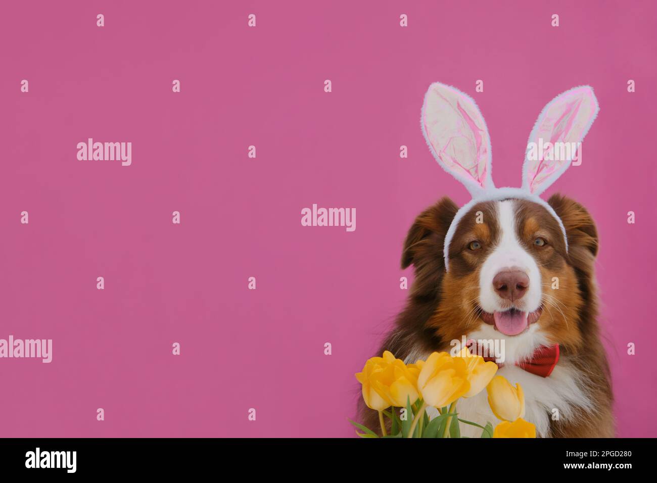 Konzept des Haustieres zur Feier katholischer Ostern im Hasenkostüm. Brauner australischer Schäferhund mit Osterhäschen-Ohren. Hund mit einem Strauß gelber Tulpen auf einer Nadel Stockfoto