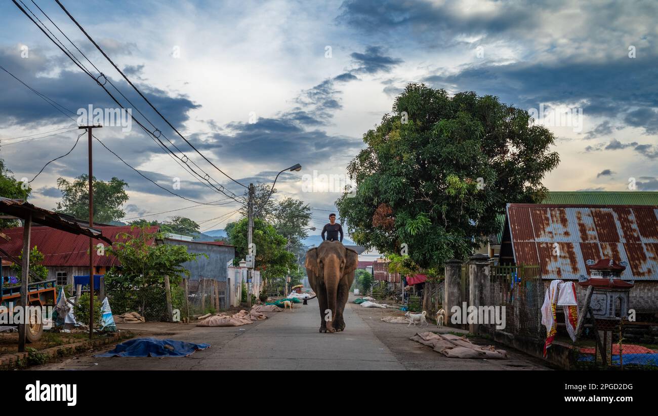 Ein männlicher Mahout aus einer ethnischen Minderheit von Mnong reitet in der Dämmerung auf seinem asiatischen Elefanten nach einem Tag im Dienst von Touristen in Buon Jun, Lien Son, Vietnam. Stockfoto