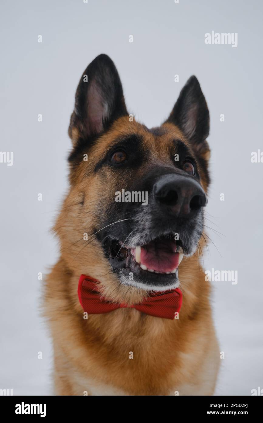 Der Schäferhund trägt eine rote Schleife. Glücklicher Hund im Gentleman-Anzug gegen den grauen Himmel. Das PET-Konzept sieht stilvoll wie ein Mensch aus. Hochformat auf Weitwinkelobjektiv mit Stockfoto
