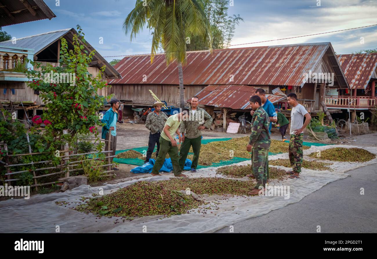 Eine Gruppe von Männern aus der ethnischen Minderheit Mnong inspiziert frisch gepflückte Kaffeekirschen, die in Buon Jun, Lien Son, Vietnam, zum Trocknen ausgelegt sind. Stockfoto
