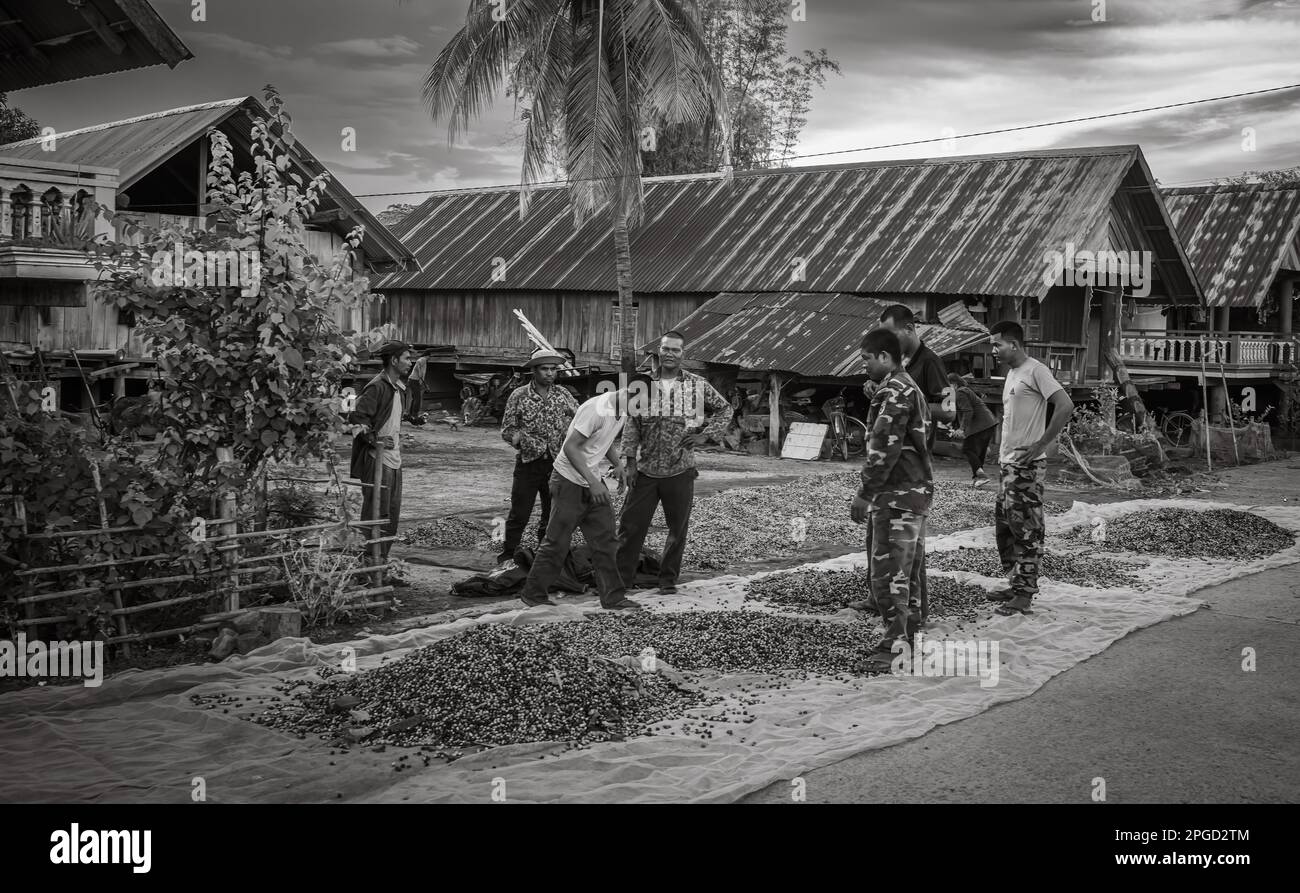 Eine Gruppe von Männern aus der ethnischen Minderheit Mnong inspiziert frisch gepflückte Kaffeekirschen, die in Buon Jun, Lien Son, Vietnam, zum Trocknen ausgelegt sind. Stockfoto