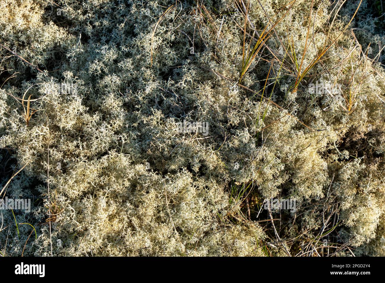 Wildnis hinter Lild und Bulberg mit Dünen und wilden Pflanzen, Dänemark Stockfoto