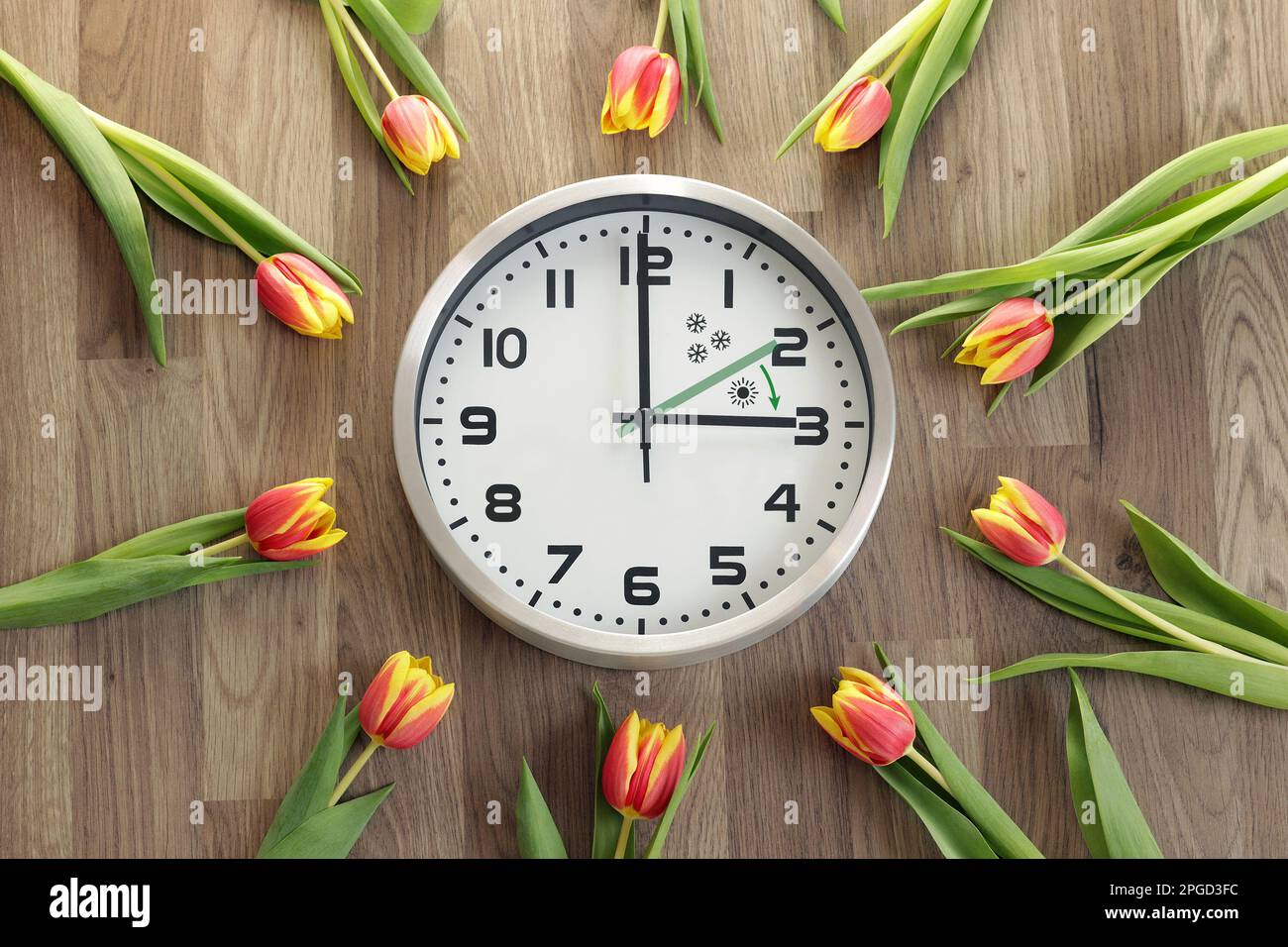 Eine Uhr zeigt drei Stunden an. Tulpen liegen herum. Ein Symbol für die Zeitänderung. Sommerzeit. Bewegen Sie die Hände nach vorne. Der grüne Pfeil ist drin Stockfoto