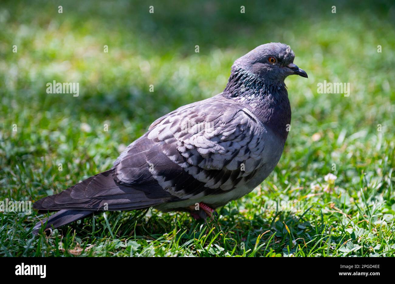Taube in einem park Stockfoto