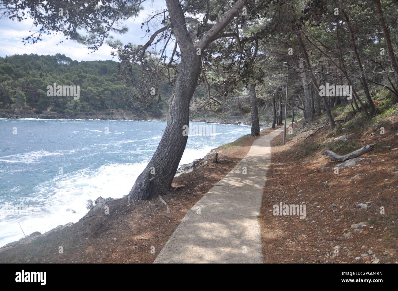 Mit Blick auf den immergrünen Zweig über dem Meer. Grüner Kiefernbaum über dem blauen Meer. Wunderschöner kroatischer Kiefernzweig mit grünen Zapfen. Stockfoto