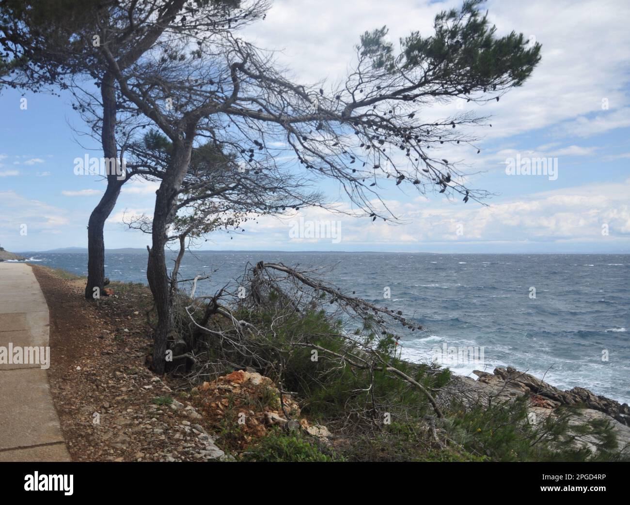 Mit Blick auf den immergrünen Zweig über dem Meer. Grüner Kiefernbaum über dem blauen Meer. Wunderschöner kroatischer Kiefernzweig mit grünen Zapfen. Stockfoto