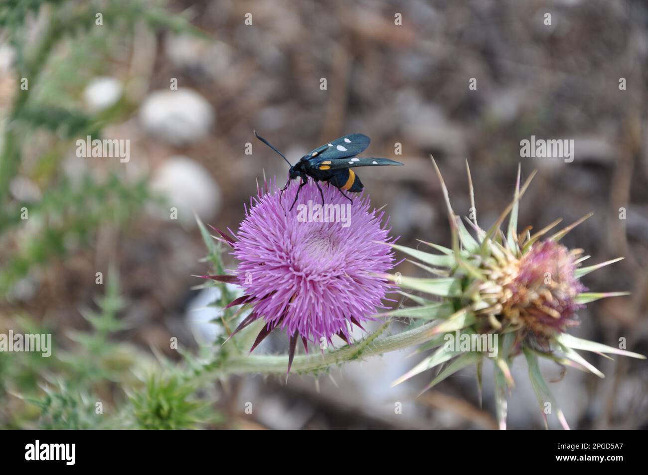 Mariendistel mit Blüte im Sommer, Silybum marianum mit Käfer drauf. Stockfoto