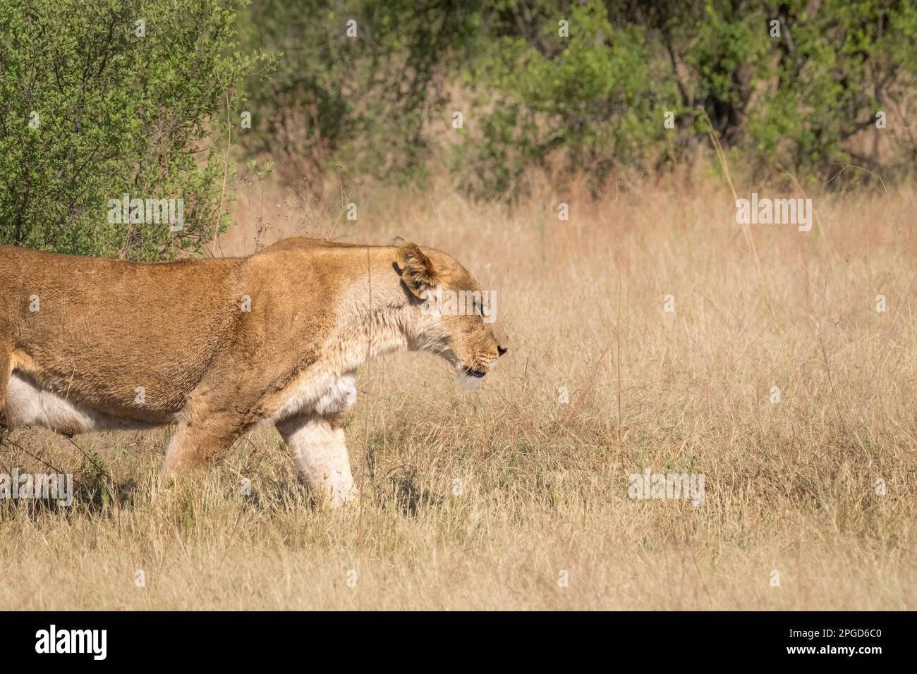 Löwin (Panthera leo), Porträt des weiblichen Löwengesichts und Körpers, die von links nach rechts übergehen. Okavango Delta, Botsuana, Afrika Stockfoto
