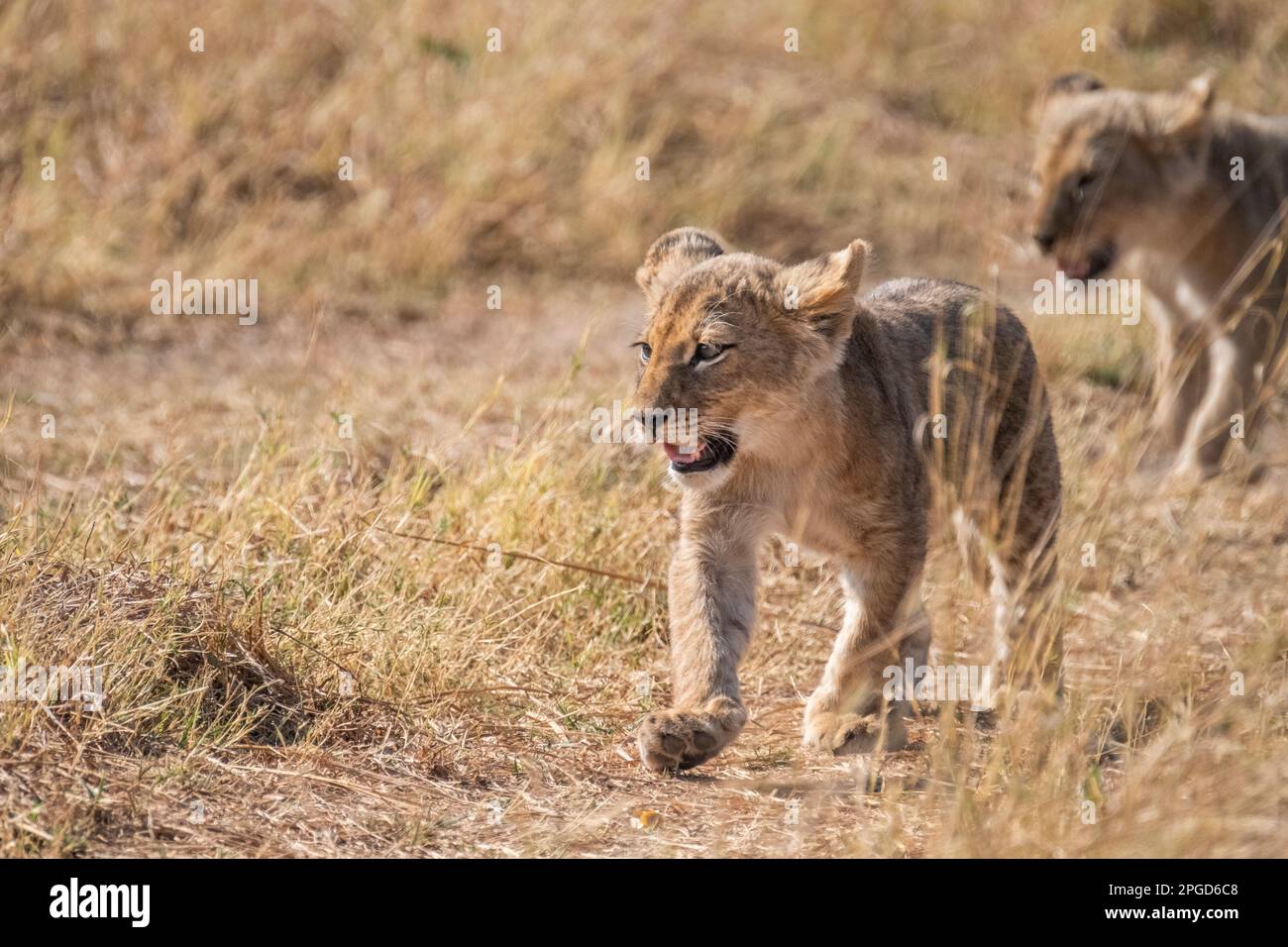 Löwenbaby, (Panthera leo), Junges geht in Richtung Kamera. Das Niedrigwinkelbild des wilden Jungtieres. Okavago Delta, Botsuana, Afrika Stockfoto