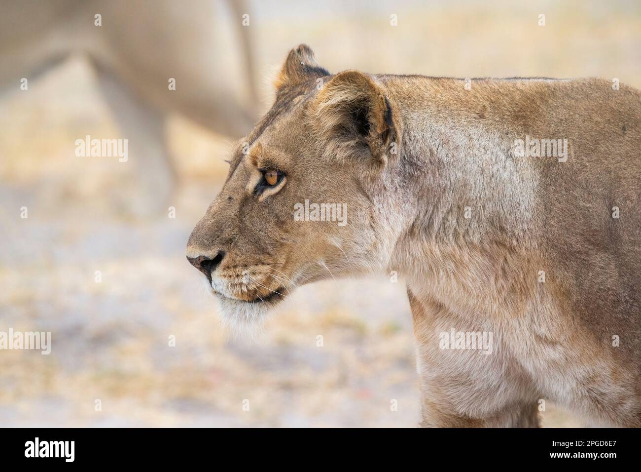 Löwin, (Panthera leo), Porträt des weiblichen Löwengesichts und Kopfes nach links. Unscharfer Hintergrund. Okavango Delta, Botsuana, Afrika Stockfoto