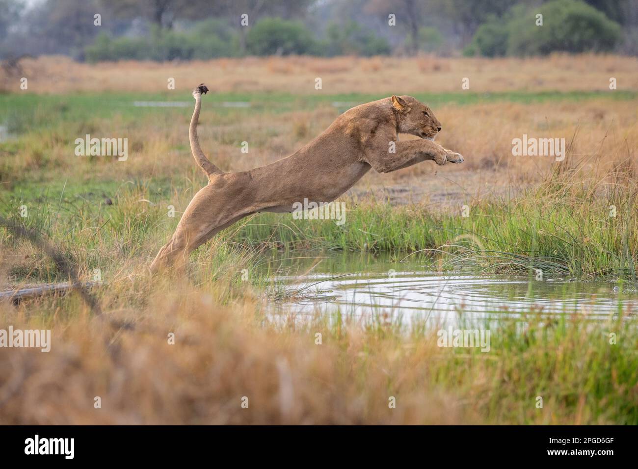 Löwin (Panthera leo) springt über den Fluss Khwai. Die Vorderbeine in die Luft. Seitenansicht des gesamten Körpers. Okavango Delta, Botsuana, Afrika Stockfoto