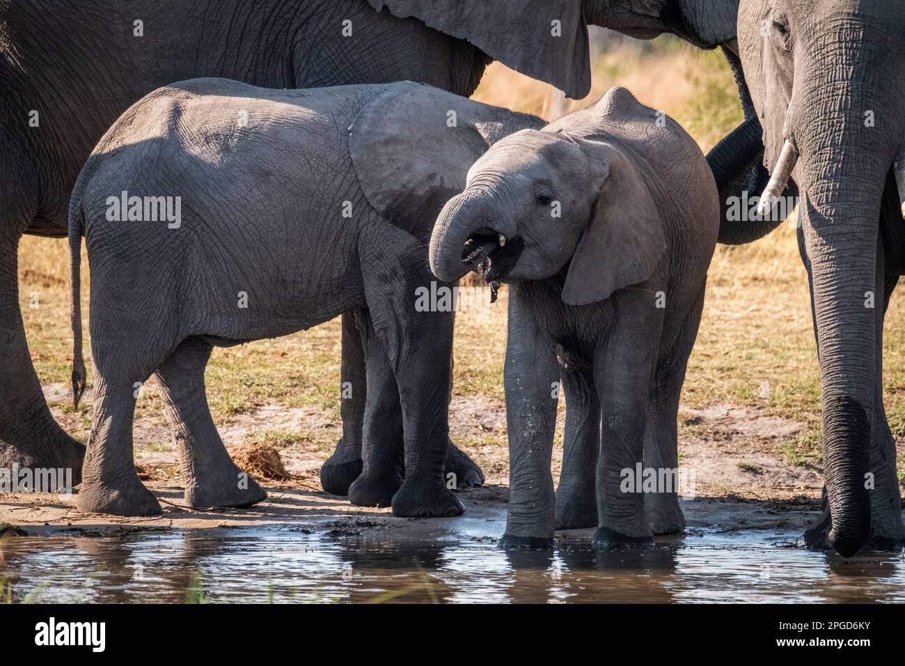 Elefantenbaby (Loxodonta africana), am Wasserloch Trinkwasser. Kleine Wildtiere sind zwischen 2 erwachsenen afrikanischen Elefanten. Okavango Delta, Botsuana Stockfoto