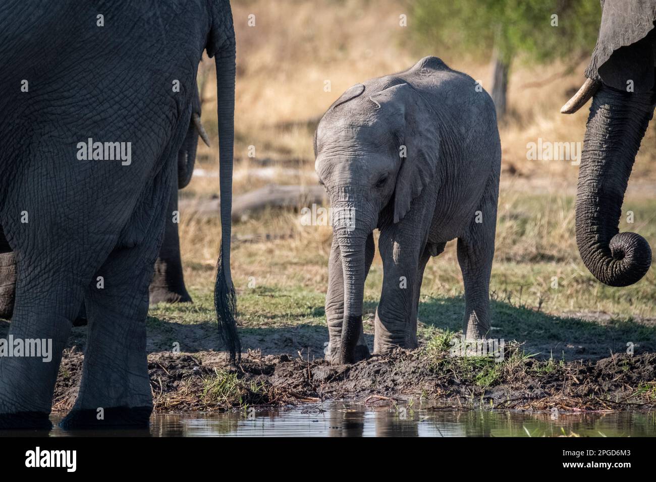 Elefantenbaby (Loxodonta africana), am Wasserloch Trinkwasser. Kleine Wildtiere sind zwischen 2 erwachsenen afrikanischen Elefanten. Okavango Delta, Botsuana Stockfoto