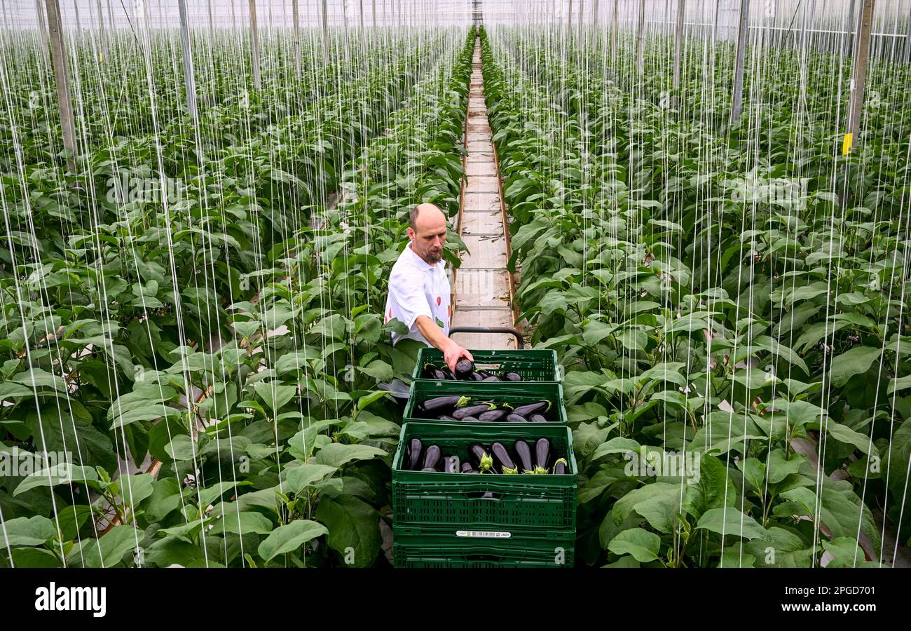 Fretzdorf, Deutschland. 22. März 2023. In den Gewächshäusern der Werder Frucht GmbH in Nord-Brandenburg bei Wittstock/Dosse erntet Jurek die ersten Auberginen, die hier auf einer Fläche von anderthalb Hektar angebaut werden. Von Mitte März bis November wachsen etwa 650 Tonnen der Sorten „Kylie“ und „Araceli“. Die ersten Setzlinge, für die Nutzinsekten als biologischer Pflanzenschutz verwendet werden, wurden Anfang Februar in den Boden geworfen. Die regional bezogenen Auberginen werden im Einzelhandel und in der Gastronomie vermarktet. Kredit: Jens Kalaene/dpa/Alamy Live News Stockfoto