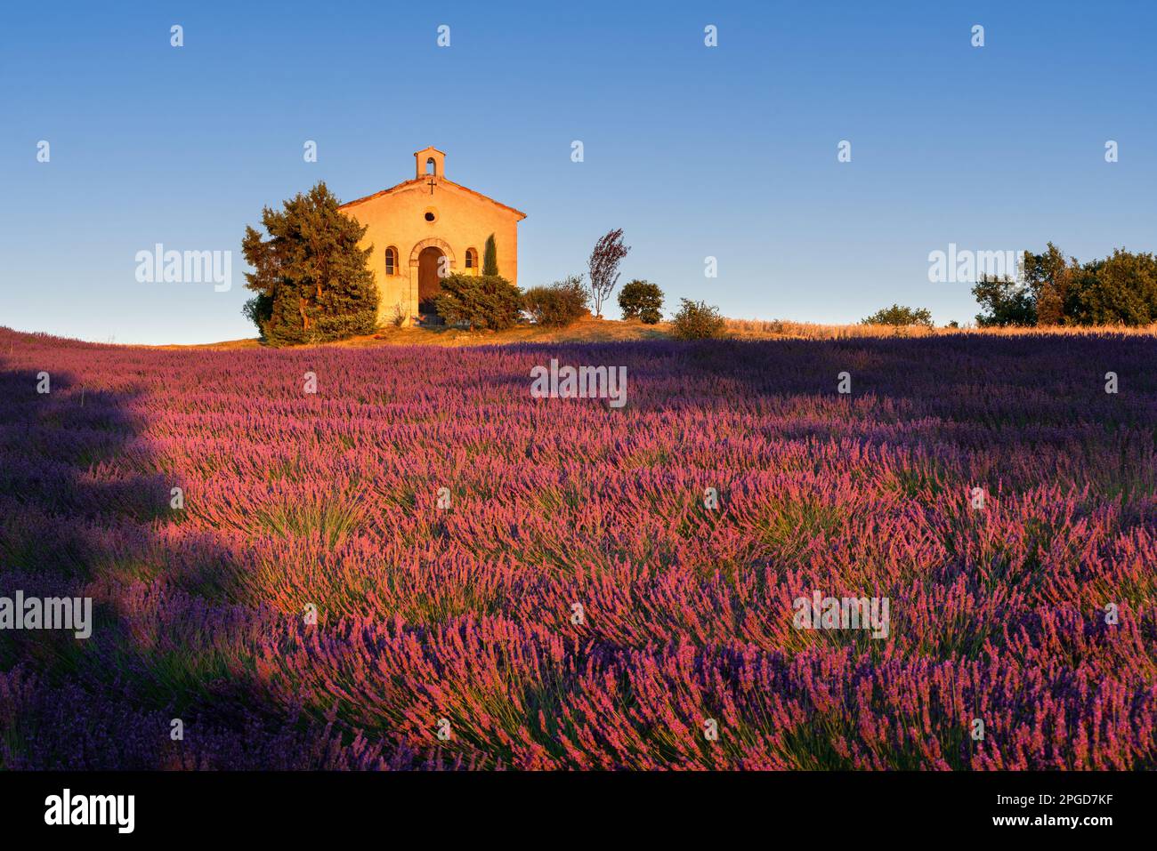 Lavendelfelder und Kapelle bei Sonnenuntergang in der Provence. Alpes-de-Haute-Provence, Frankreich Stockfoto