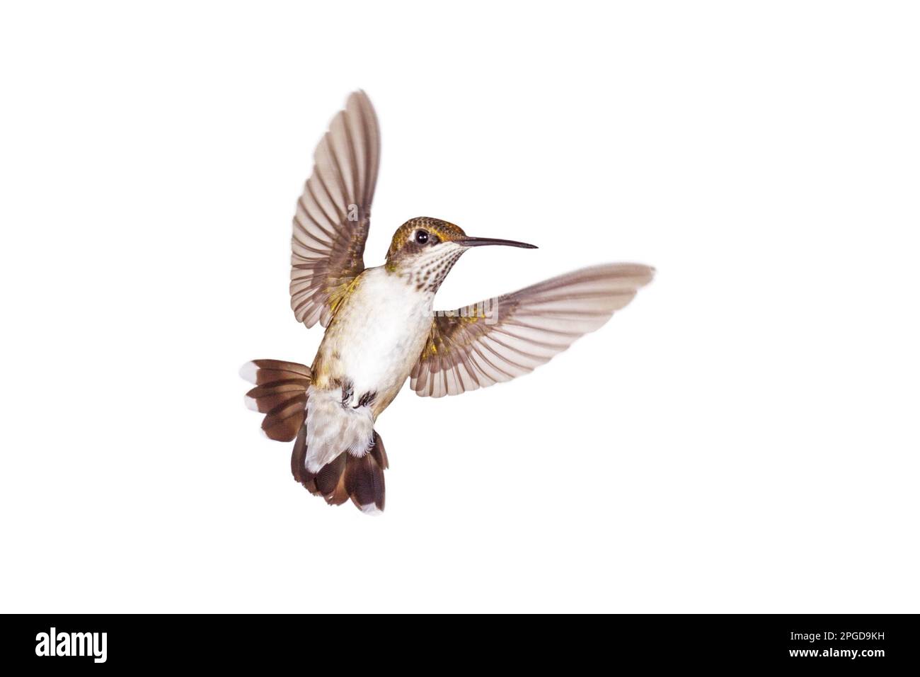 Ein Kolibri mit offenem Schwanz und gespreizten Flügeln schwimmt wie ein Engel auf weißem Hintergrund Stockfoto