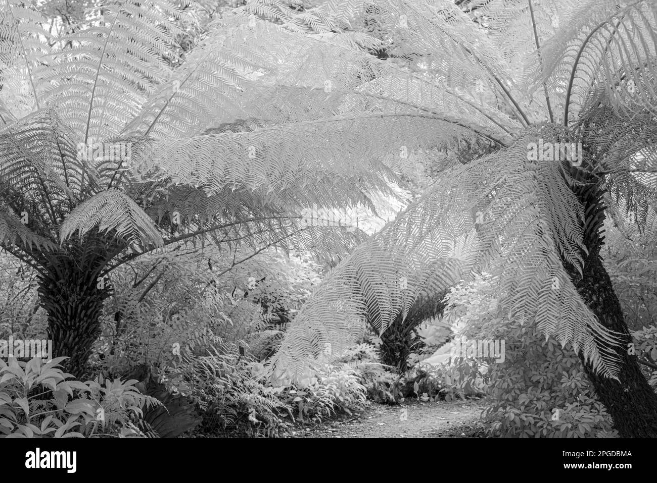 Neuseeland farn Schwarzwei-Stockfotos und -bilder - Alamy