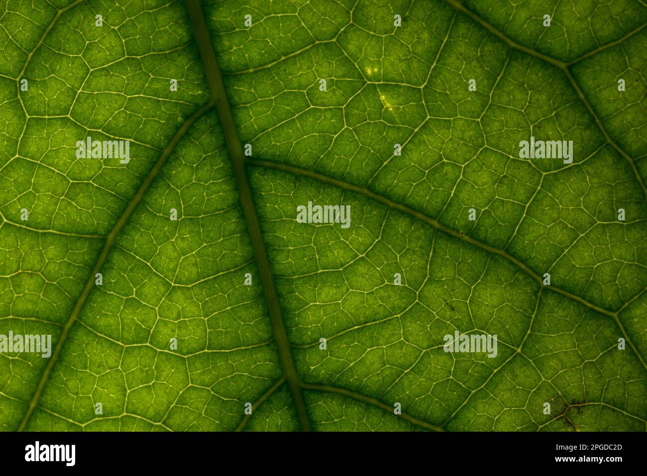 le Foglie di una bella pianta da appartamento Stockfoto