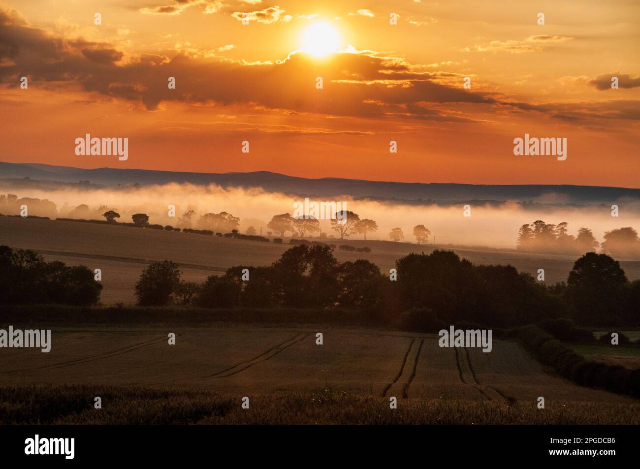 Nebel liegt über dem Verlauf der unteren Gebiete des Flusses Tweed, der bei Sonnenuntergang über reifenden Weizenfeldern abgebildet wird Stockfoto