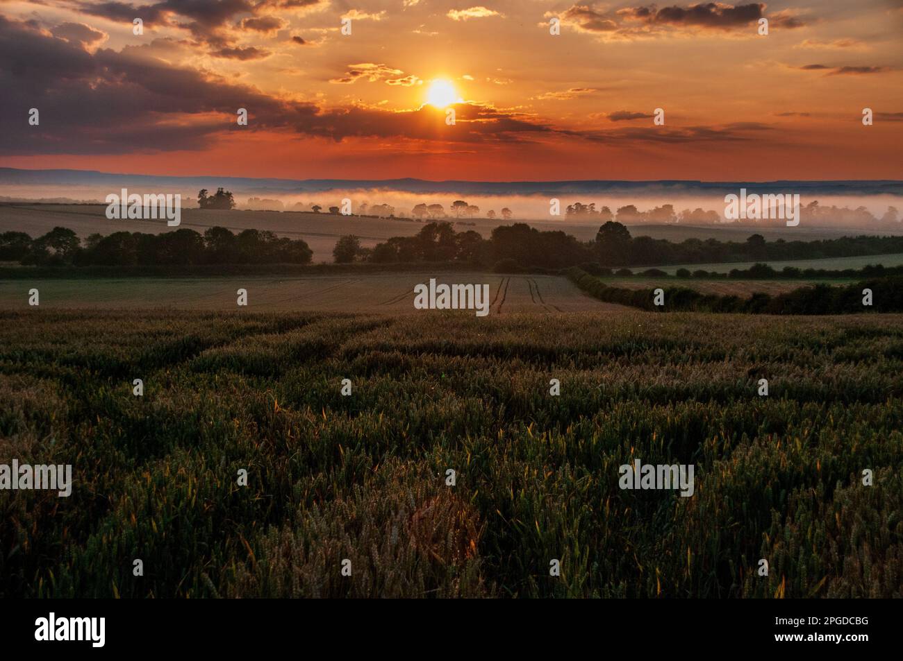 Nebel liegt über dem Verlauf der unteren Gebiete des Flusses Tweed, der bei Sonnenuntergang über reifenden Weizenfeldern abgebildet wird Stockfoto