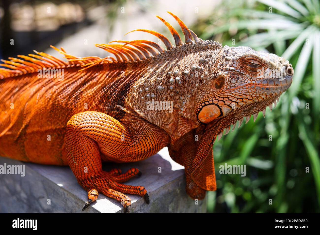 Orange Iguana im Park - schlafender Leguan Stockfoto