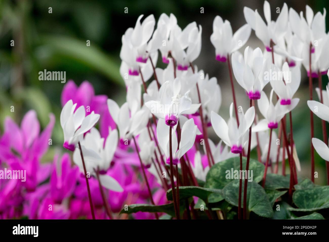 Cyclamen persicum, Pflanzen, Blumen, Frühling, Blüten, Cyclamen latifolium, Floristen Cyclamen, persische Cyclamen Stockfoto