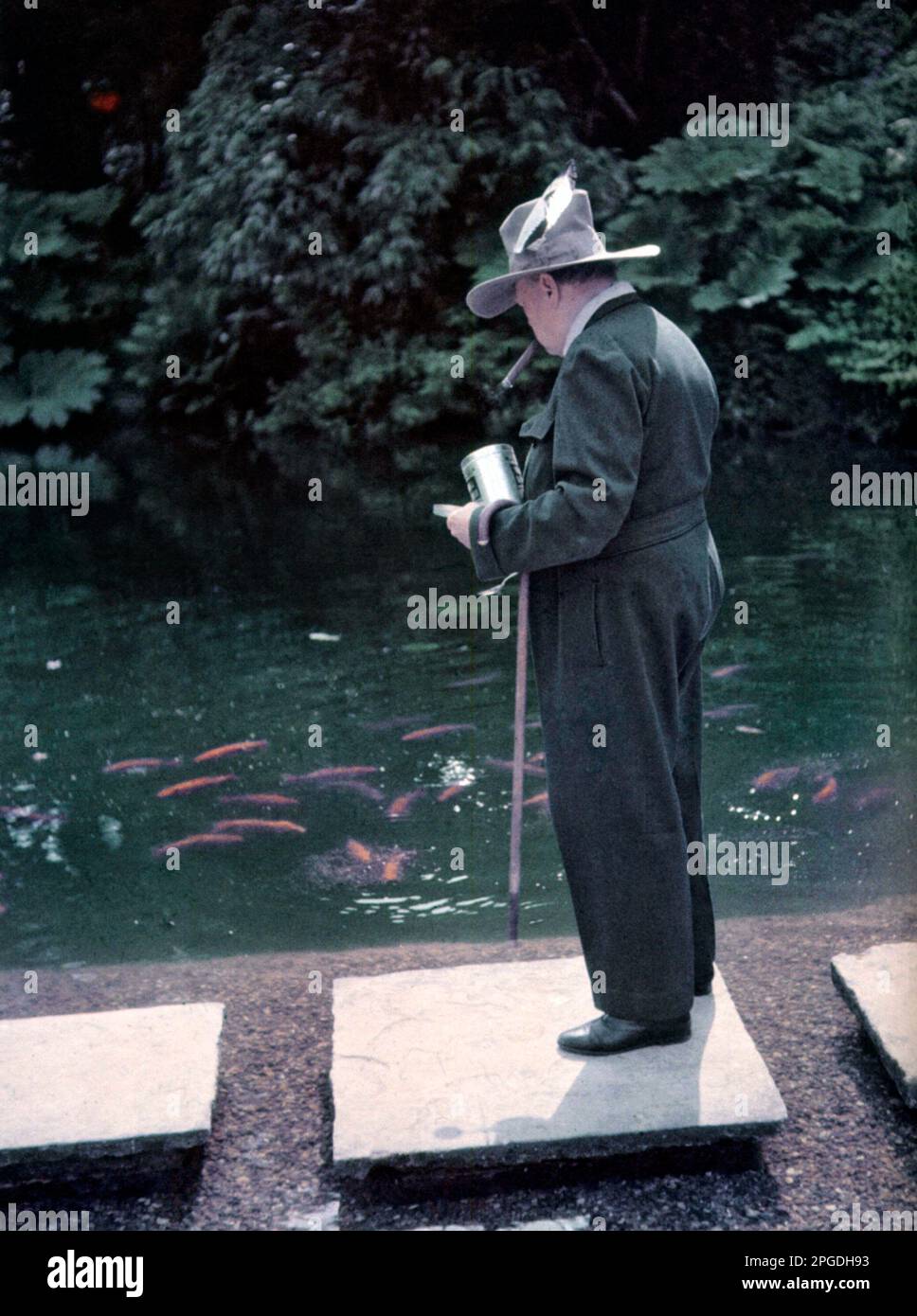 Winston Churchill füttert den Goldfisch in Chartwell. 1950. Stockfoto