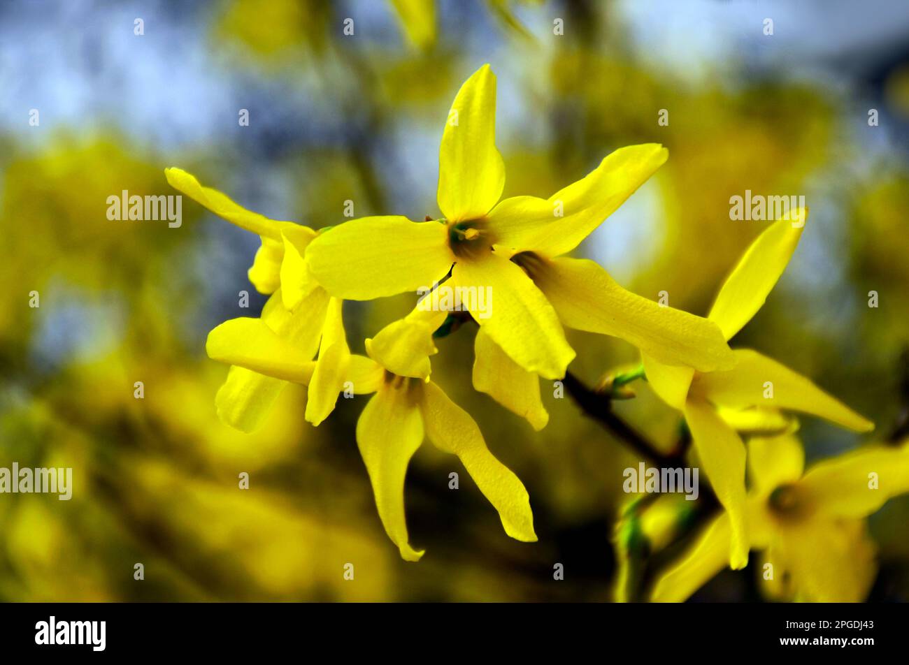 Hellgelbe Forsythia-suspensa-Blume in Makroansicht. Goldene Glocke. Weinende Forsythie. Schönheit in der Natur. Blüht im Frühling. Farben, Frische Stockfoto
