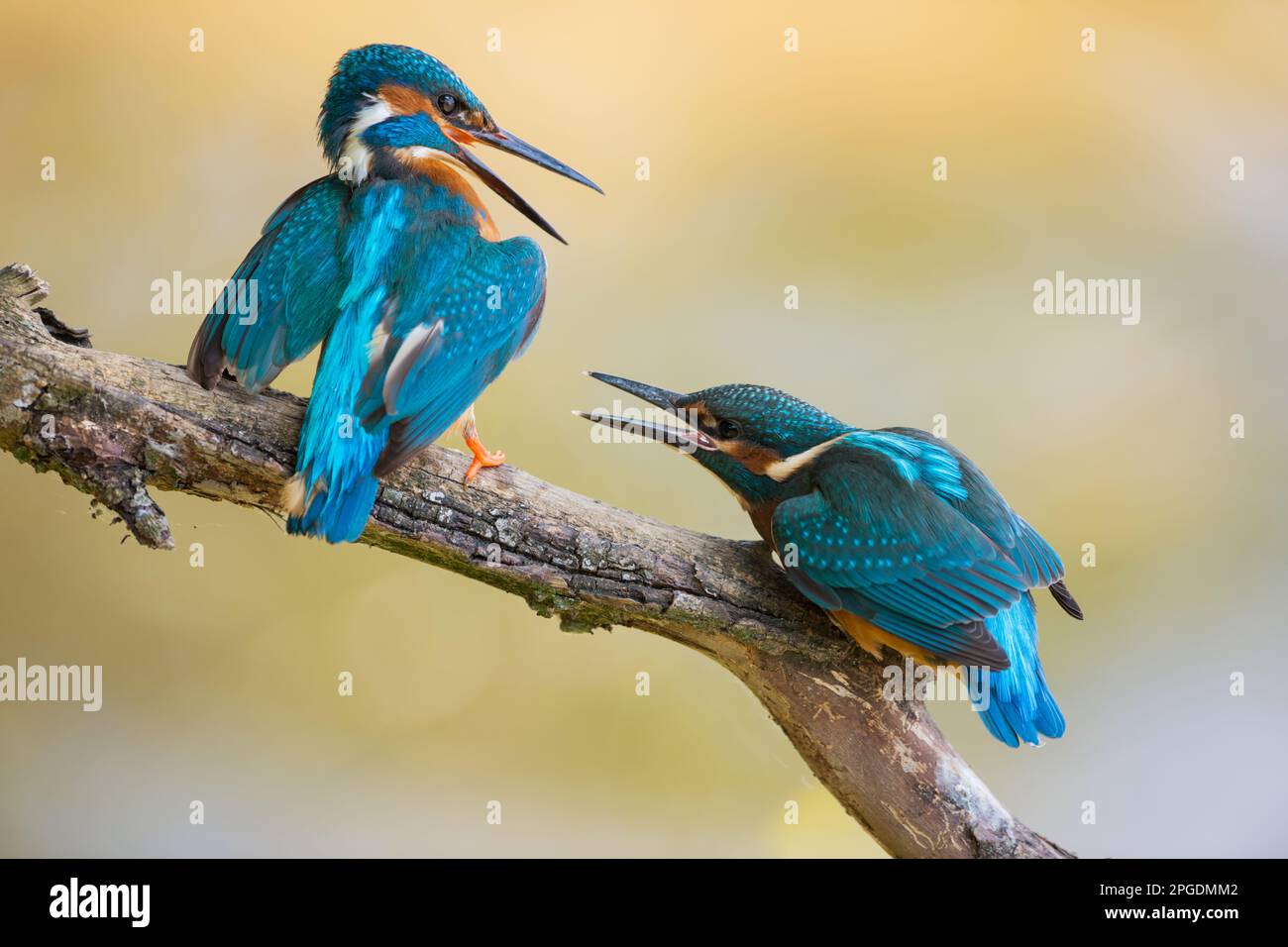 Schleppkönigsfischer, dominanter erwachsener Vogel vertreibt jungen Vogel aus seinem. Territorium, kämpfen. Stockfoto