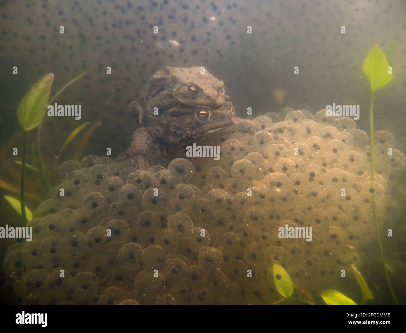 Mitten in der Froschbrut... Gemeine Kröte ( Bufo bufo ), Unterwasserfoto aus dem häuslichen Teich, Gemeine Kröte paart sich Stockfoto