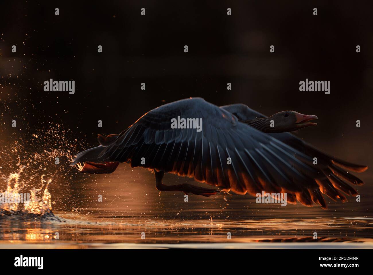 Gleich weg von hier... Die Graugans ( Anser anser ) fliegt von der Wasseroberfläche ab Stockfoto