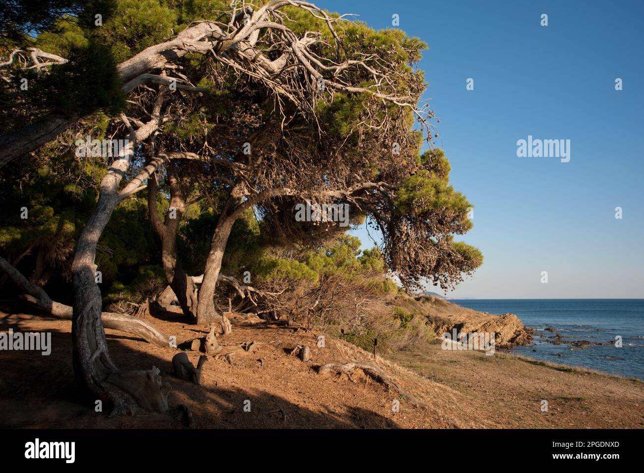 pini d'aleppo, punta licosa, castellabate, salerno, kampanien, italia, Stockfoto