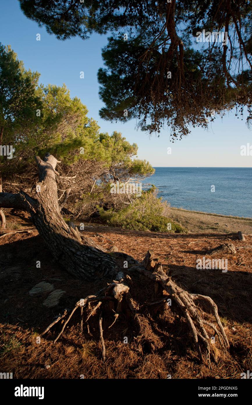 pini d'aleppo, punta licosa, castellabate, salerno, kampanien, italia, Stockfoto