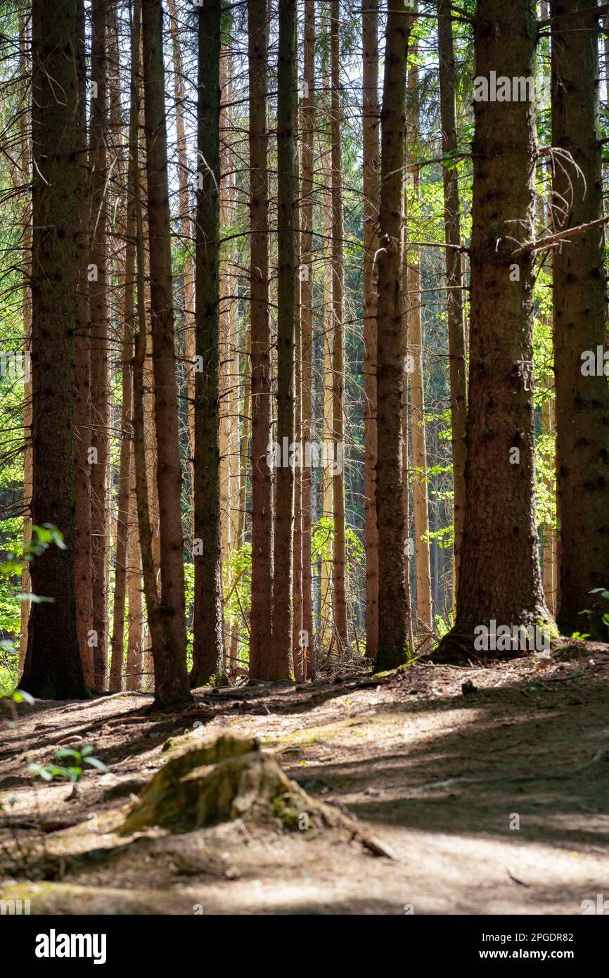 Immergrüner Wald. Pinienwald. Holzhintergrund. Schatten und Sonnenlicht. Stockfoto