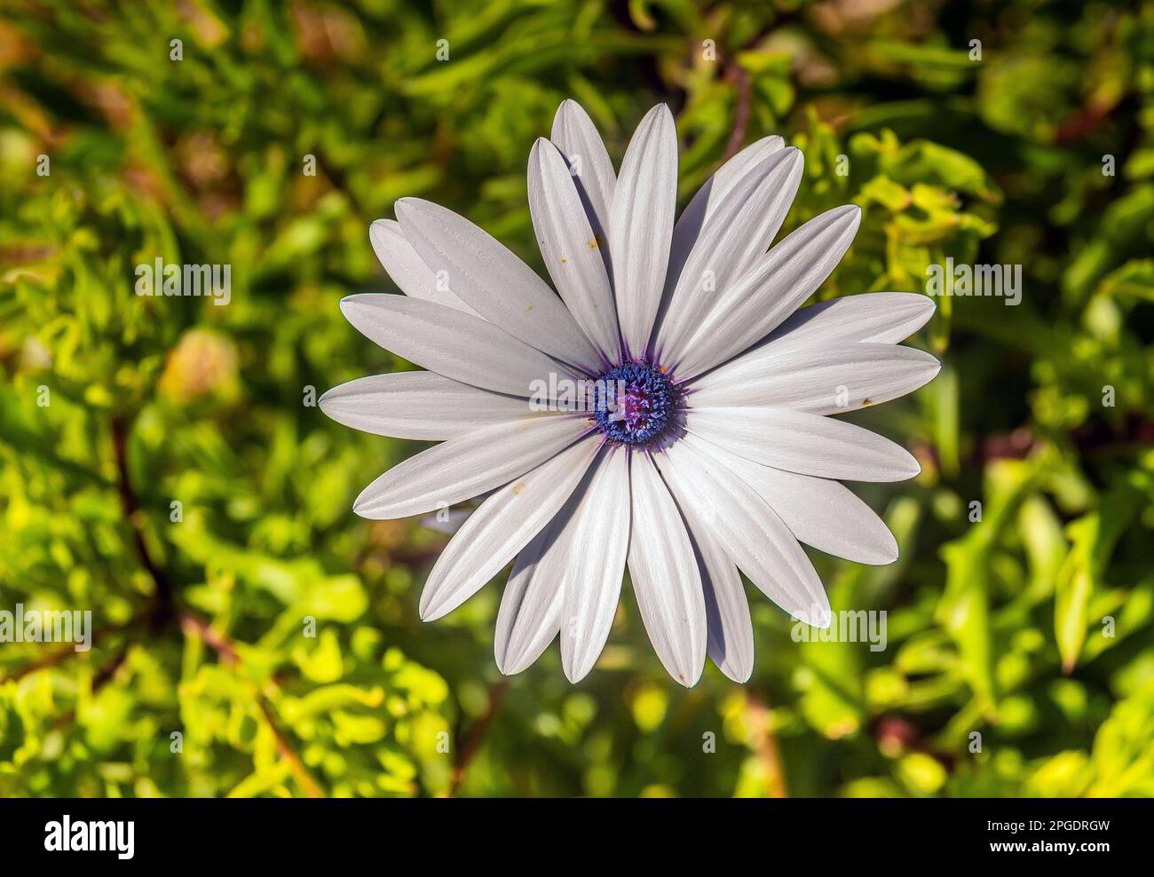 Cape Marguerite: Eine wunderschöne Blumenfabrik Stockfoto