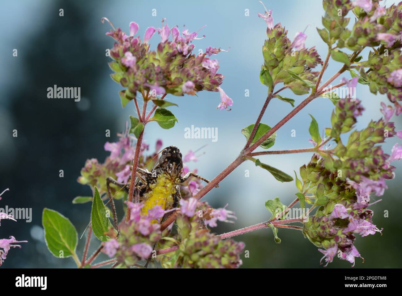 Gewöhnliche Buschgrille ( Pholidoptera griseoaptera ) von unten mit gelbem Bauch auf einer Pflanze Stockfoto