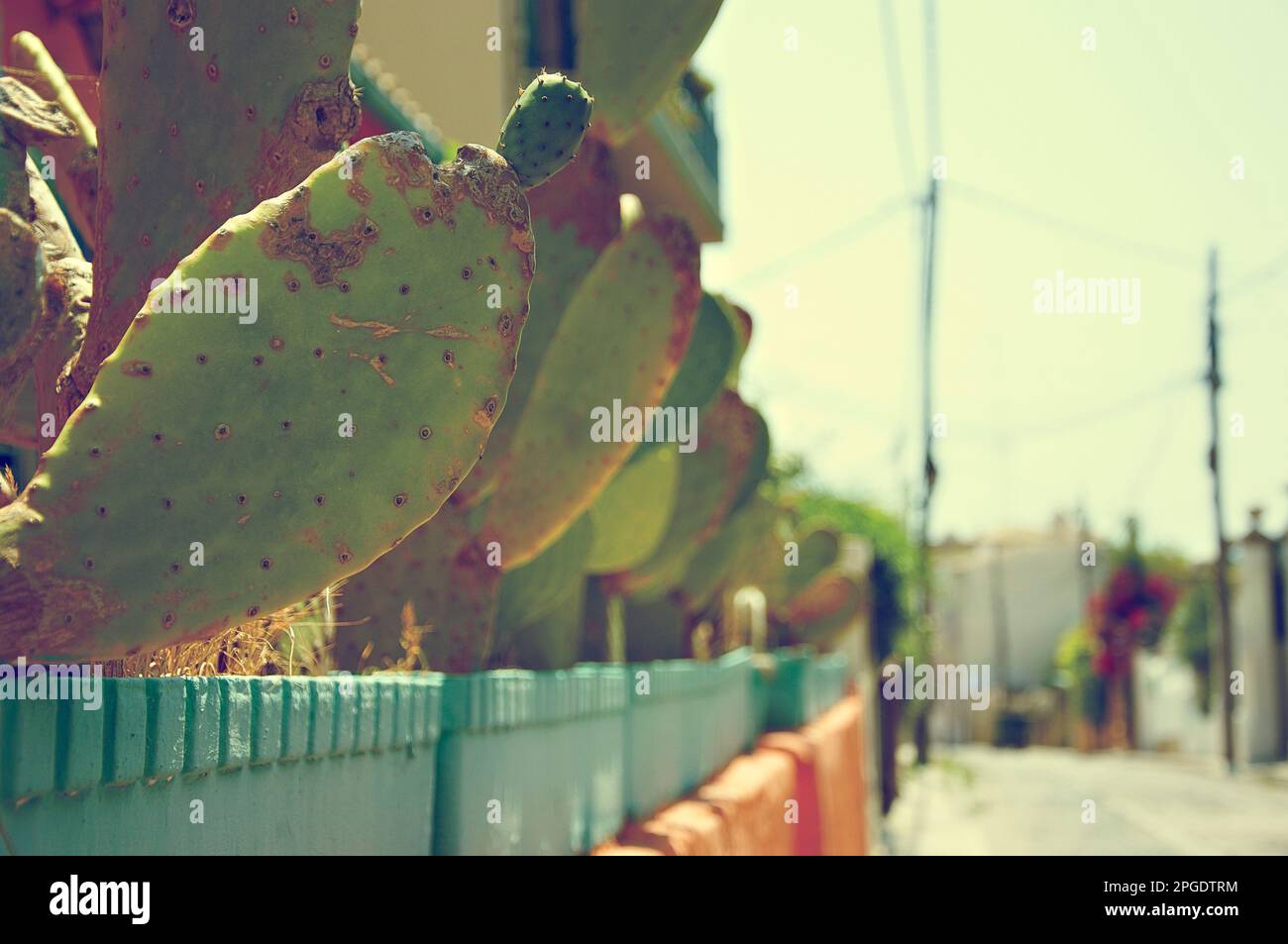 Nahaufnahme von Kakteen, die vor einem Haus in Mallorca, Spanien, in Töpfen wachsen Stockfoto