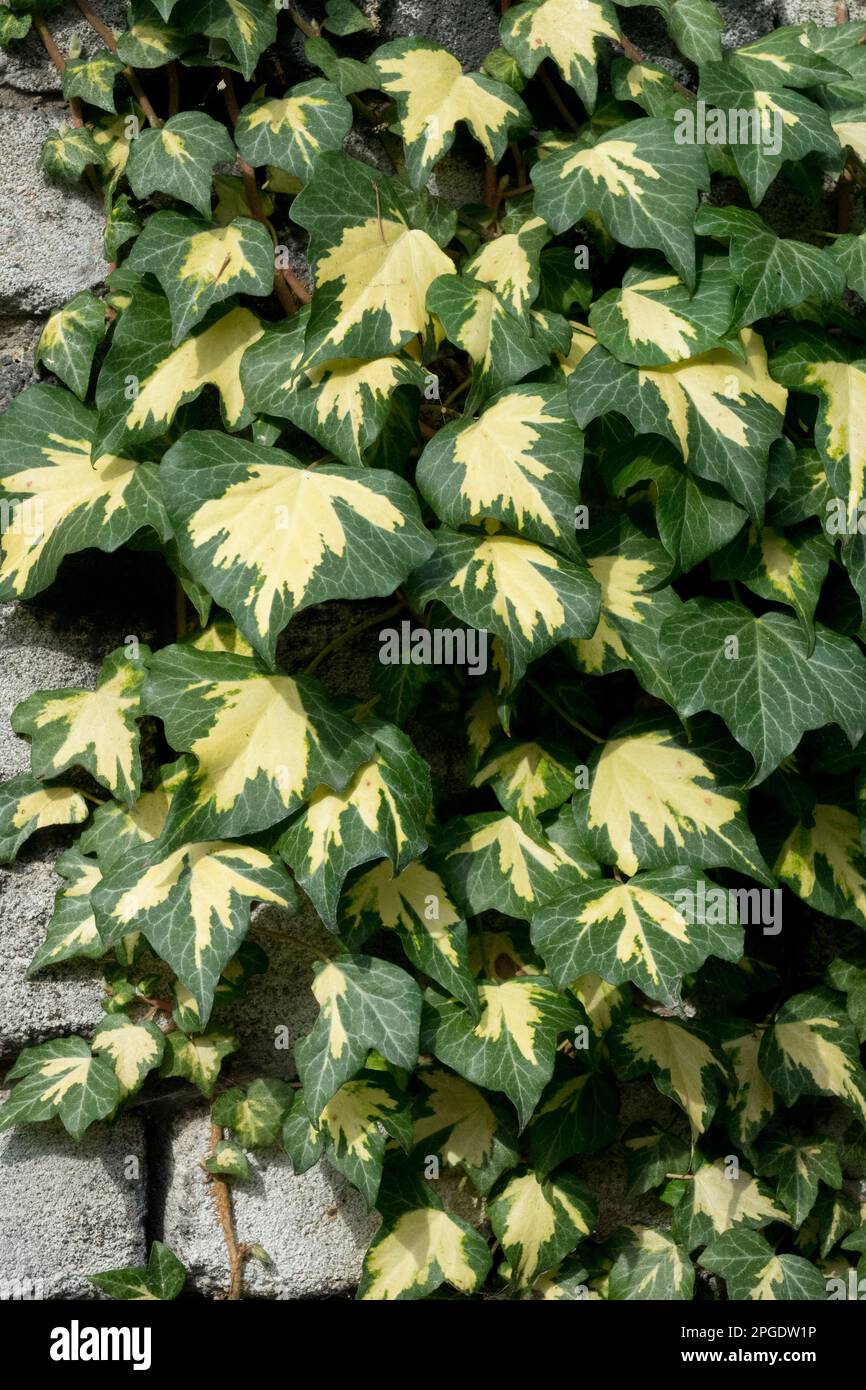 Englisch Efeu Hedera helix Stockfoto