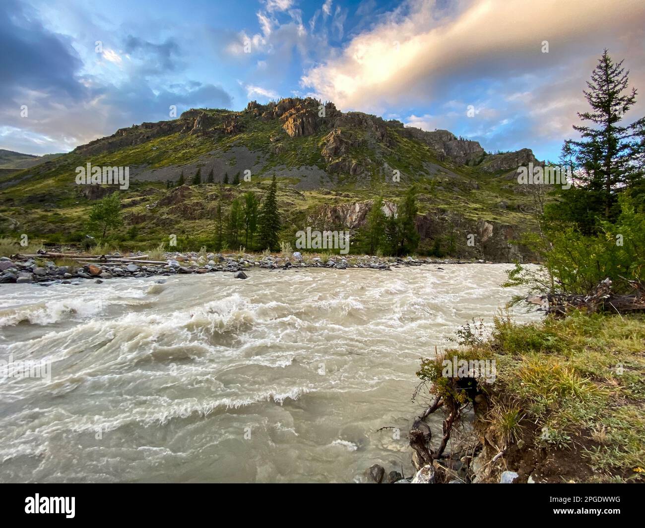 Der Gebirgsfluss Chuya mit Strömungs- und schlammigem Wasser fließt zwischen Felsen und Bergen mit Tannen im Wasser und Wald und an der Steinküste in Altai in S. Stockfoto