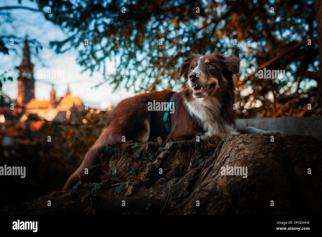 Australischer Hirte vor Freiburger Münster Stockfoto