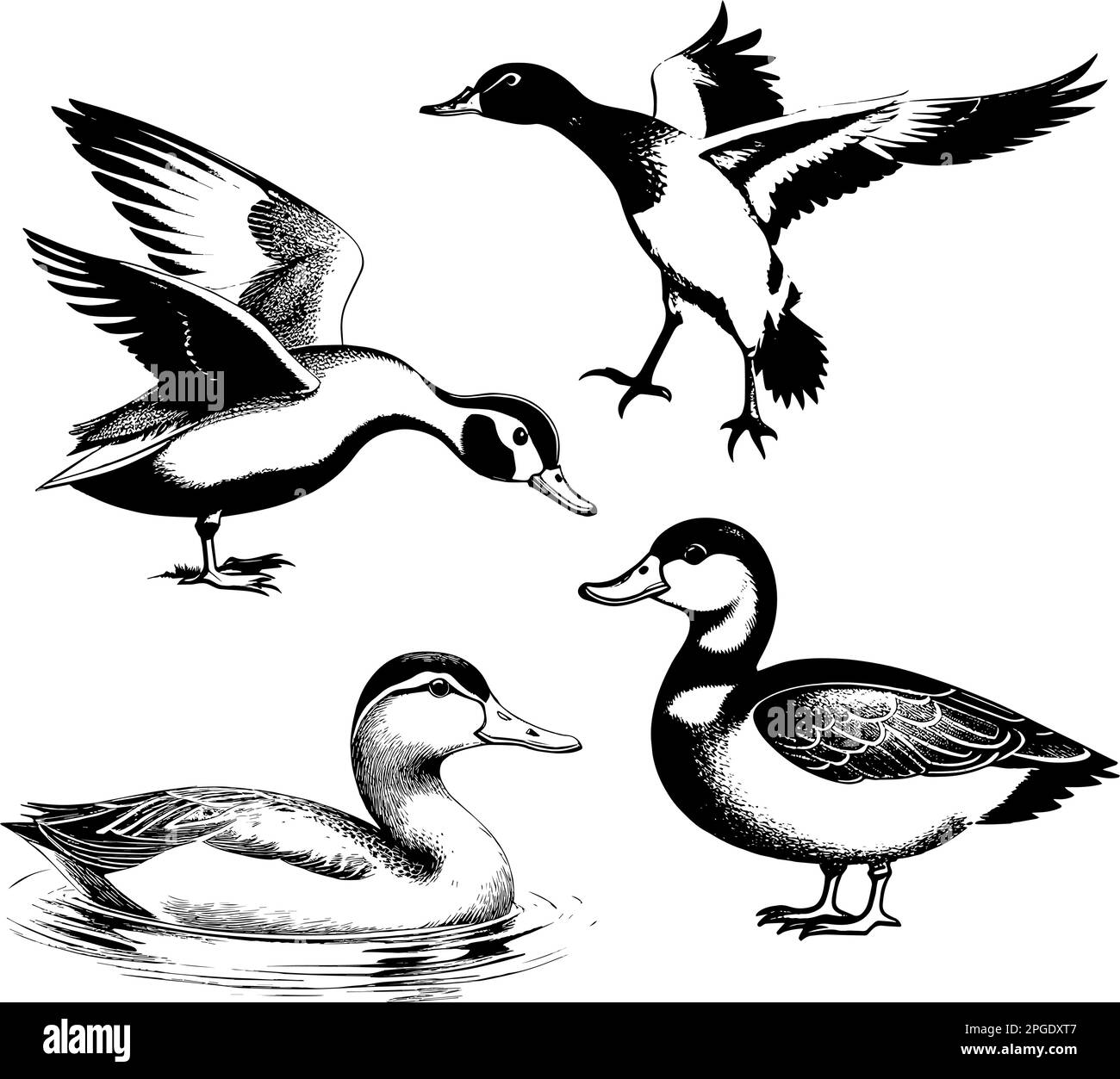 Uberwachung der Abbildungen von vier Enten. Geflügel. Stock Vektor