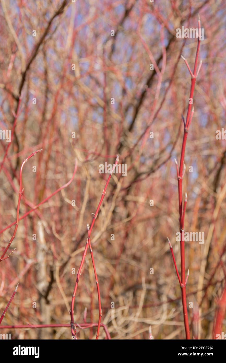 Foto eines Busches im Frühling am Nachmittag Stockfoto