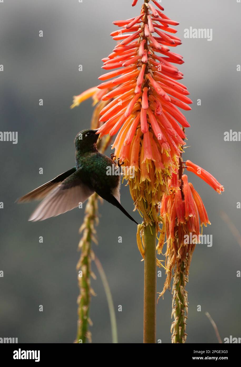 Ein lebendiger colibri hoch oben auf einer kniphofia Papaya Blume Stockfoto