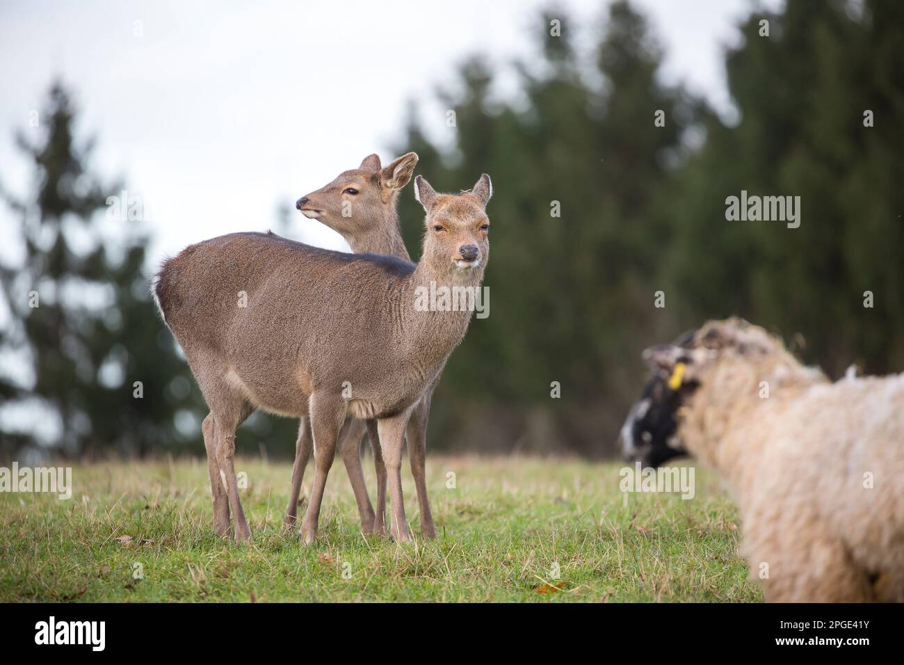Wildes Reh, Großbritannien. Stockfoto