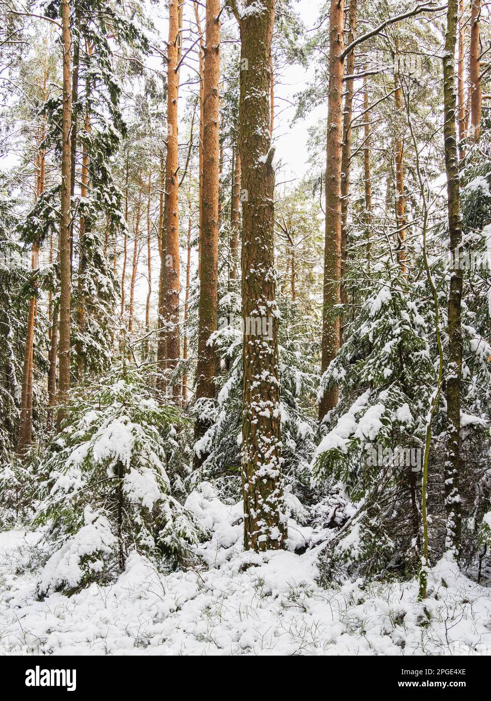 Eine ruhige und winterliche Szene mit schneebedeckten Kiefern in einem nordischen Wald, die eine Umgebung von natürlicher Schönheit schafft. Stockfoto
