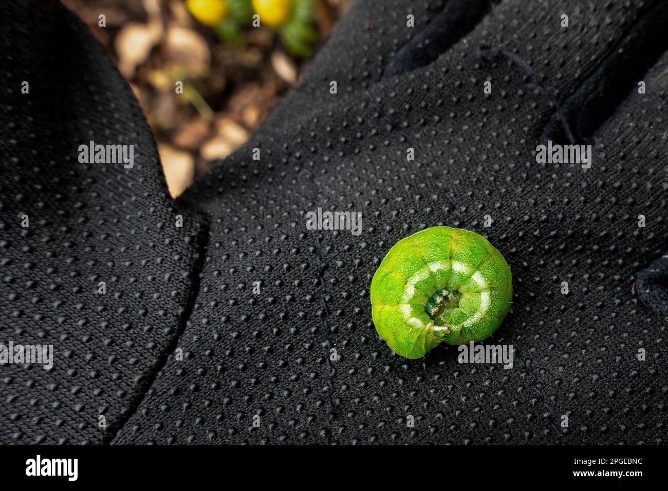 Winkelschirme Mottenraupe (Phlogophora meticulosa) in C-Form zusammengerollt und in der Hand gehalten, wie man sie in einer neu gepflanzten Hecke während der Gartenarbeit, Yorks, findet Stockfoto