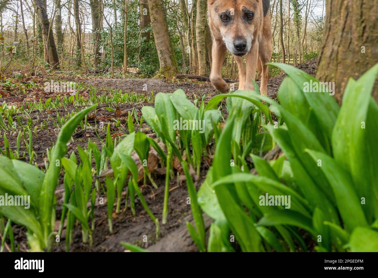 Hund, der durch Wälder mit frischen neuen Trieben von wilden Knoblauchpflanzen (Allium ursinum), Großbritannien, spaziert Stockfoto